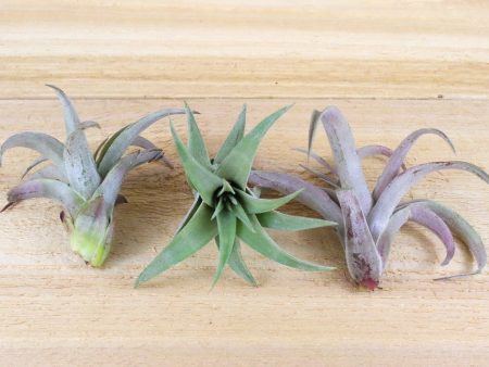 Tillandsia Capitata Peach Air Plants [3 Pack] Online now