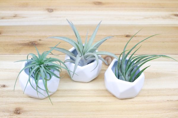 Trio of White Geometric Ceramic Container with Custom Tillandsia Air Plants [3 Pack] Online Hot Sale