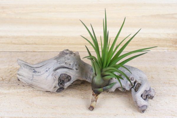 Wholesale: Tillandsia Melanocrater Air Plants [Min Order 12] For Cheap