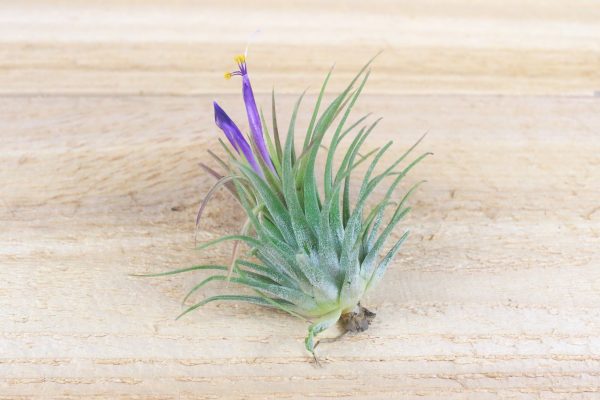 Wholesale: Tillandsia Ionantha Rubra Air Plants [Min Order 12] Fashion