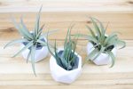 Trio of White Geometric Ceramic Container with Custom Tillandsia Air Plants [3 Pack] Online Hot Sale