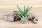 Tillandsia Capitata Peach Air Plants [Single Plant] For Discount