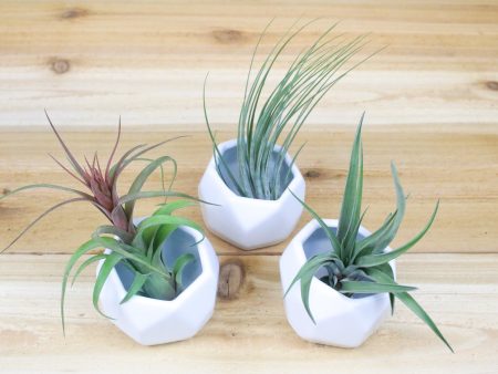 Trio of White Geometric Ceramic Container with Custom Tillandsia Air Plants [3 Pack] Online Hot Sale