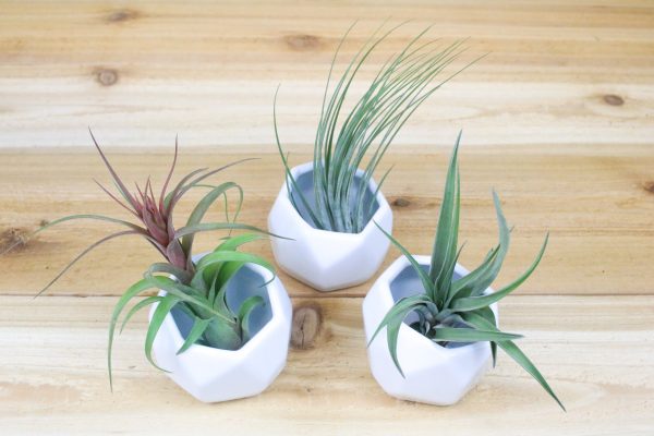 Trio of White Geometric Ceramic Container with Custom Tillandsia Air Plants [3 Pack] Online Hot Sale