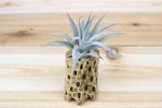 Cholla Wood Containers with Custom Tillandsia Air Plant [6 Inches Tall] For Discount