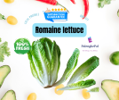 Romaine Lettuce Fashion