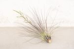 Wholesale: Tillandsia Filifolia Air Plants [Min Order 12] For Cheap