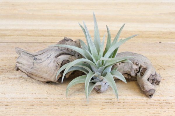 Wholesale: Tillandsia Harrisii  Himnorum  Air Plants [Min Order 12] Online