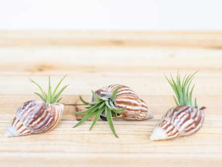 Wholesale: Seashell Magnet with Tillandsia Air Plant  [Min Order 12] on Sale