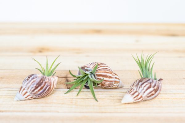 Wholesale: Seashell Magnet with Tillandsia Air Plant  [Min Order 12] on Sale