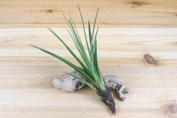 Wholesale: Tillandsia Melanocrater Air Plants [Min Order 12] For Cheap