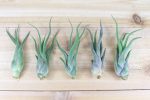 Wholesale: Tillandsia Caput Medusae Air Plants [Min Order 12] For Cheap