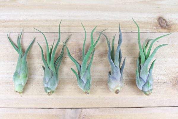 Wholesale: Tillandsia Caput Medusae Air Plants [Min Order 12] For Cheap