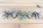 Wholesale: Tillandsia Harrisii  Himnorum  Air Plants [Min Order 12] Online