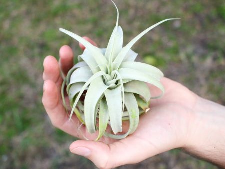 Wholesale: Seedling Tillandsia Xerographica Air Plants   3-4 Inches Across [Min Order 12] Online Hot Sale