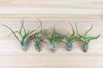 Wholesale: Tillandsia Bulbosa Guatemala Air Plants [Min Order 12] For Cheap