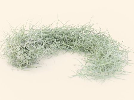 Colombia Thick Spanish Moss   Tillandsia Usneoides  [1, 3 or 5 Pack] For Sale