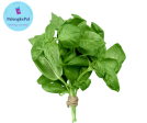 Basil leaves Online Hot Sale