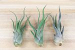 Wholesale: Tillandsia Caput Medusae Air Plants [Min Order 12] For Cheap