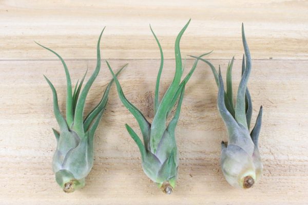 Wholesale: Tillandsia Caput Medusae Air Plants [Min Order 12] For Cheap