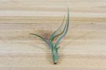 Tillandsia Baileyi  Pseudobaileyi  Air Plants [Single Plant] Cheap