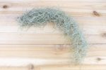 Guatemala Gray Spanish Moss Usneoides [1 to 1.5 foot strand with wire hanger] Fashion