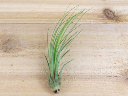 Wholesale: Tillandsia Juncifolia Air Plants [Min Order 12] Online Hot Sale