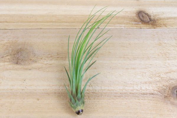 Wholesale: Tillandsia Juncifolia Air Plants [Min Order 12] Online Hot Sale