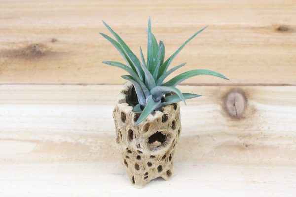 Cholla Wood Containers with Custom Tillandsia Air Plant [6 Inches Tall] For Discount