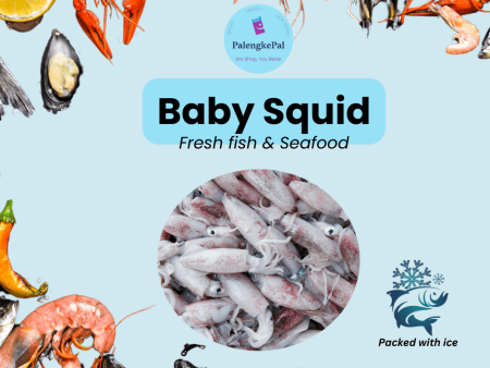 Baby Squid For Sale