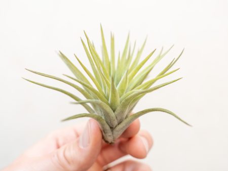 Sale: 50% Off - Tillandsia Velutina Air Plants [5, 10 or 15 Pack] Online