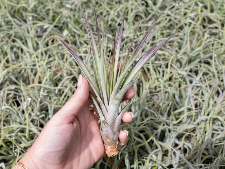 Sale: 40% Off - Tillandsia Fasciculata Tricolor Air Plants [5, 10 or 15 Pack] For Discount