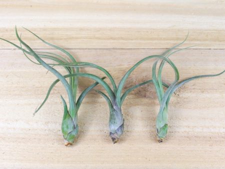 Tillandsia Baileyi  Pseudobaileyi  Air Plants [3 Pack] Online Hot Sale