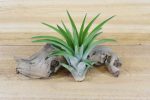 Wholesale: Large Tillandsia Velutina Air Plants   4-6 Inches Tall [Min Order 12] For Cheap