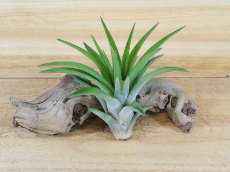 Wholesale: Large Tillandsia Velutina Air Plants   4-6 Inches Tall [Min Order 12] For Cheap