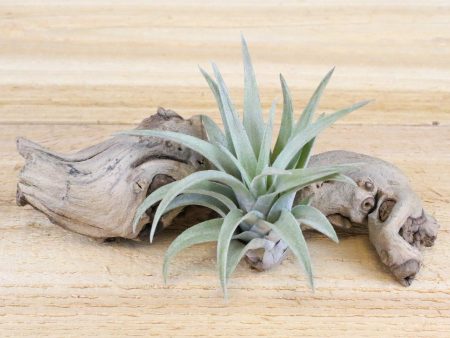 Wholesale Special: Tillandsia Harrisii  Himnorum  Air Plants [Min Order 36] Hot on Sale