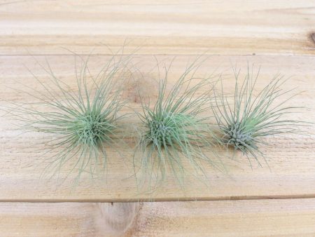 Tillandsia Argentea Thin Air Plants [3 Pack] Hot on Sale