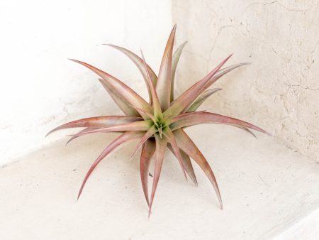 Wholesale: Tillandsia Abdita  Brachycaulos Multiflora  Air Plants [Min Order 12] Hot on Sale