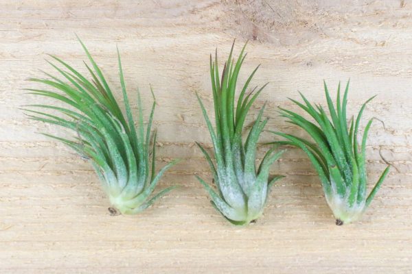 Wholesale: Seashell Magnet with Tillandsia Air Plant  [Min Order 12] on Sale