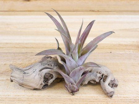 Large Tillandsia Capitata Peach Air Plants   4-6 Inches Tall [1, 3 or 5 Pack] Fashion