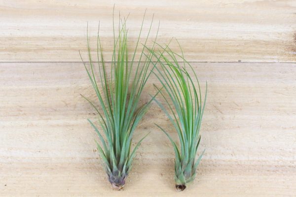 Wholesale: Tillandsia Juncifolia Air Plants [Min Order 12] Online Hot Sale