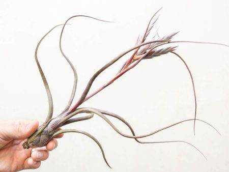 Sale: 35% Off - Tillandsia Baileyi Air Plants [5, 10, or 15 Pack] Fashion