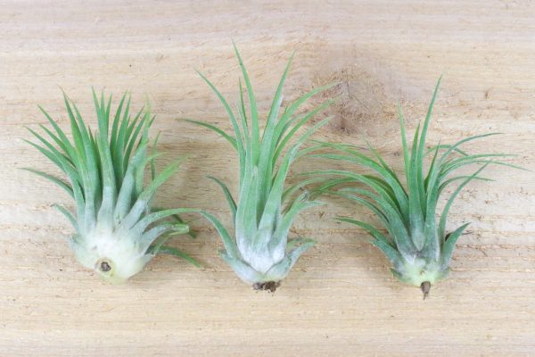 Wholesale: Tillandsia Ionantha Rubra Air Plants [Min Order 12] Fashion