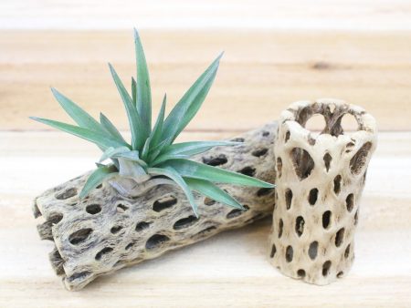 Cholla Wood Container [6 Inches Tall] on Sale