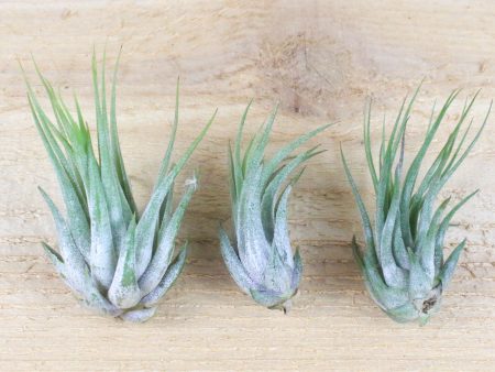 Wholesale Special: Tillandsia Ionantha Scaposa  Kolbii  Air Plants [Min Order 36] For Discount