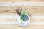 Trio of White Geometric Ceramic Container with Custom Tillandsia Air Plants [3 Pack] Online Hot Sale