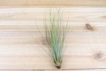 Wholesale: Tillandsia Juncifolia Air Plants [Min Order 12] Online Hot Sale