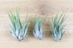 Wholesale: Tillandsia Ionantha Scaposa  Kolbii  Air Plants [Min Order 12] Online