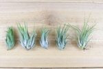 Wholesale: Tillandsia Ionantha Scaposa  Kolbii  Air Plants [Min Order 12] Online