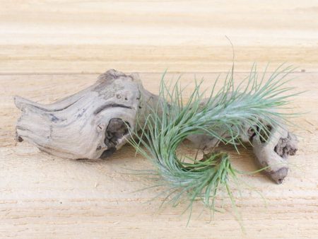 Tillandsia Funckiana Air Plants [1,3 or 5 Pack] Online Sale